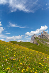 Fototapeta na wymiar Seceda Mount in summer, flowers and landscape. Dolomites Alps, Italy