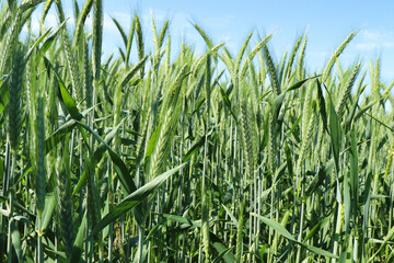 Stalks of wheat growing on a spring day near Potzbach, Germany.