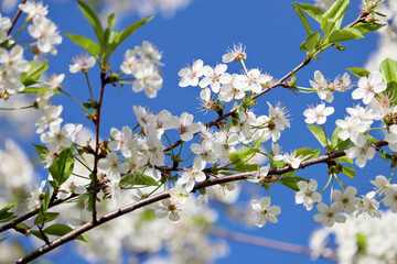 Cherry blossom in spring on blue sky background. White sakura flowers on a branch in sunny day