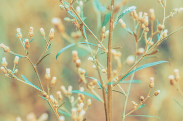 grass flower blooming   warm color tone filter effect