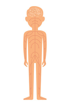 Nervous system. Vector illustration isolated on white background