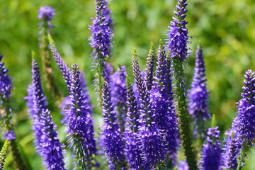 Beautiful flowers of lupine blooms in the meadow.