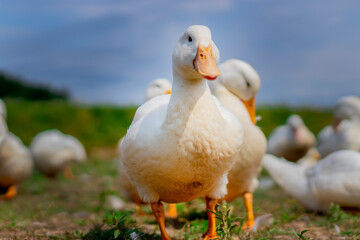 A young white duck in the middle of a field. Blurred background with a flock of ducks