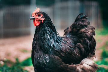 A photo of a free range black chicken standing in a farm field
