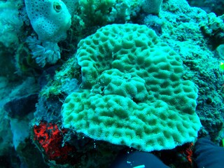 coral reef in sea