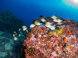 School of Convict tang in a coral reef (Rangiroa, Tuamotu Islands, French Polynesia in 2012)