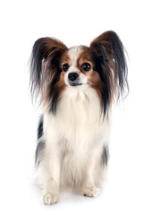 papillon dog in studio