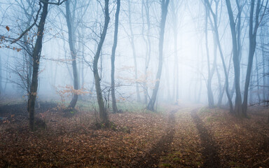 Foggy forest with path in winter - obrazy, fototapety, plakaty