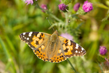 Fototapeta na wymiar Painted lady ( Vanessa cardui), orange butterfly with black spots on the wings on the flower