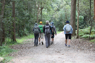 Blackbutt Creek Track, Gordon, Sydney, NSW, Australia