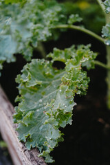 kale leaves diseases 