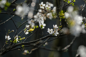 Arbre en fleurs