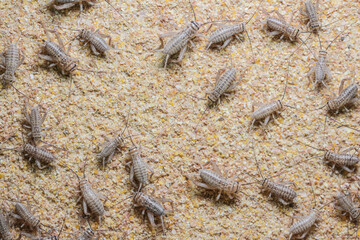 cricket farming. 25 days after birth.