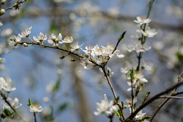 Arbre en fleurs