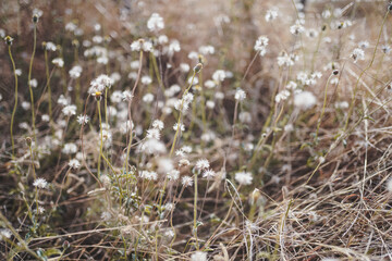 dry mexican daisy flower field 