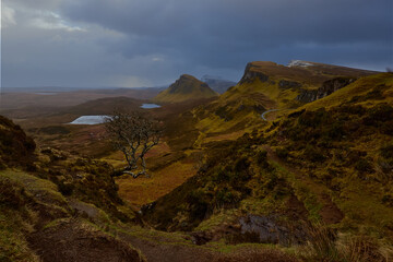 famous tree in fall autumn of The Quiraing on the Isle of Skye in a cloudy day , Scotland