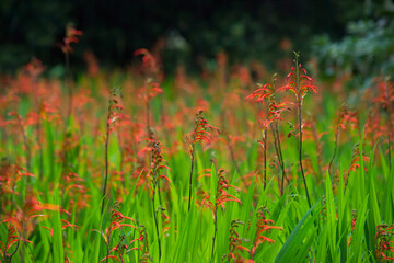 Crocosmia (Montbretia) on a sunny day in south of France in spring