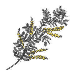 Mimosa branch hand-drawn in pen and ink. Black outlines isolated on a white background. Spring acacia branch. International women's day. 
