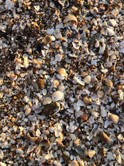 wet pebbles, shells, sand on the seashore close-up