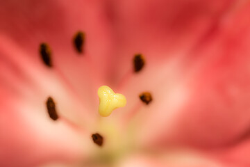 Makro Details Blüte Rosa der Lilie © dietwalther