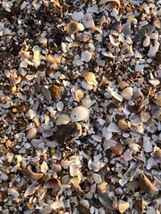 wet pebbles, shells, sand on the seashore close-up