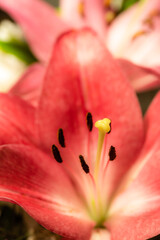 Makro Details Bl&uuml;te Rosa der Lilie