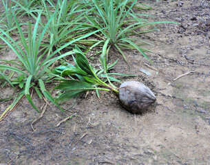 Coconut shoot or Coconut tree seed is growing on the ground that are ready to be planted .