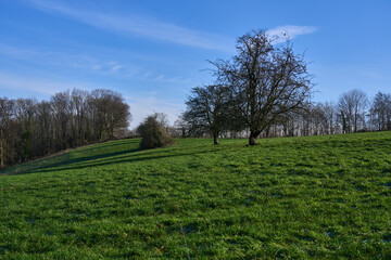 Obraz premium Cold sunny day with clouds and simplicity trees