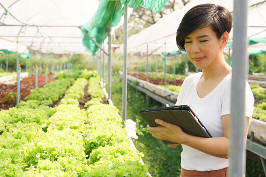 An Asian Female Business Owner Using Tablet Computer To Manage And Inspect The Quality Of Organic Vegetables In The Greenhouse. Food Supply Chain, Sustainable, Fair Trade, Safety Foods, Internet 5G.