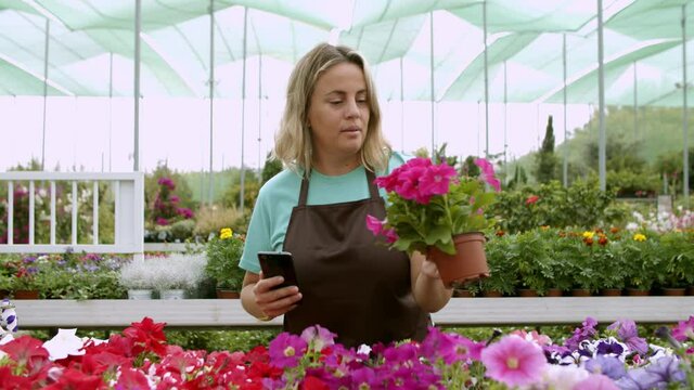 Female gardener taking photo of potted petunias on phone. Caucasian blonde woman wearing shirt and apron growing flowers in greenhouse. Front view. Commercial gardening and digital technology concept