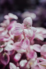 callisia repens pink lady plant 