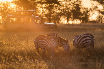 African zebras at beautiful landscape during sunrise safari in the Serengeti National Park....