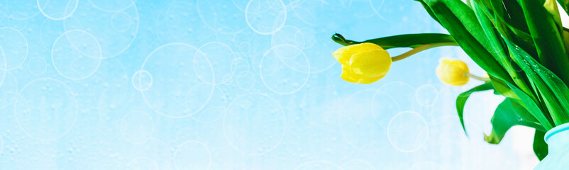 Bouquet of yellow tulips in a vase on a blue background with bokeh. Spring banner with yellow tulips.