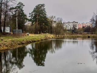 Fototapeta premium the shore of the pond is heavily overgrown with grass in the spring