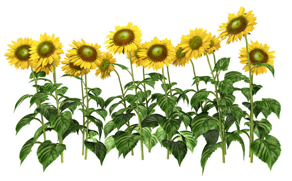 Sonnenblumen, Freisteller