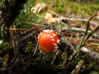 red fly mushroom