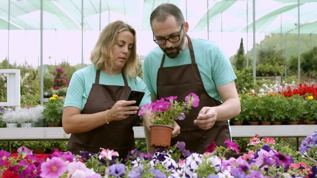 Two serious gardeners taking photo of petunias. Blonde woman holding phone, shooting flower and talking with male florist in greenhouse. Front view. Gardening activity and digital technology concept
