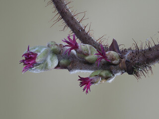 Haselnuss weibliche Blüte