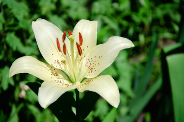 White lily flower close up natural background