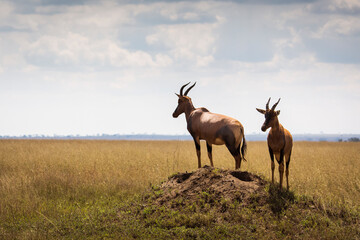 Naklejka na ściany i meble Closeup of Impala image taken on Safari located in the Serengeti, National park, Tanzania. Wild nature of Africa..