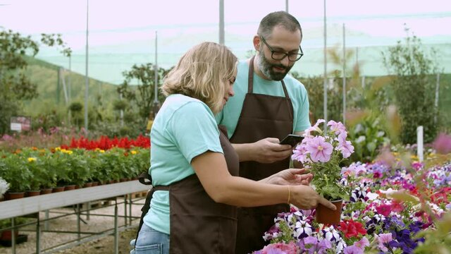 Two professional florists taking photo of potted petunia. Woman holding pot and man shooting flower on phone. Colleagues talking in greenhouse. Side view. Gardening and digital technology concept