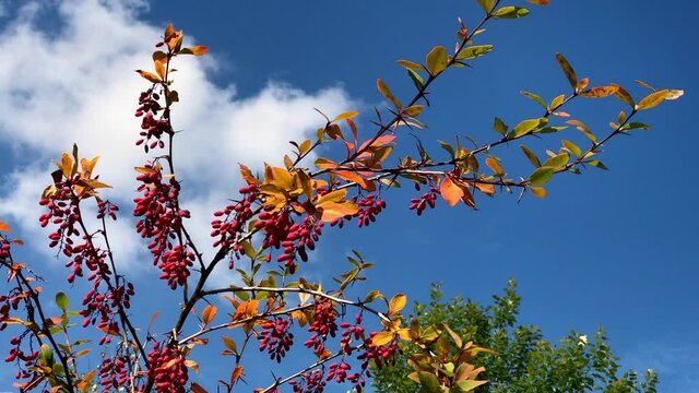 branches of barberry with berries in a bright autumn sky