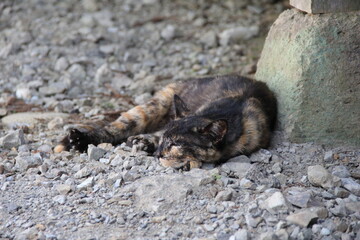 砂利の上で寝ている野良猫