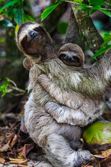 Fototapeta premium sloth in cuba