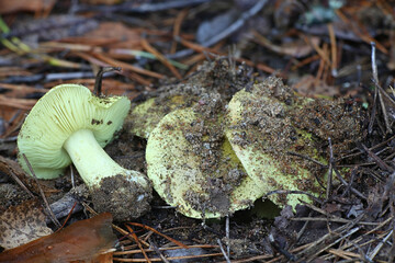 Fototapeta na wymiar Tricholoma equestre, known as man on horseback or yellow knight, wild fungus from Finland