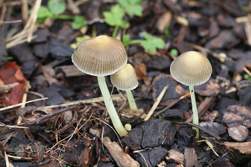 Mycena viscosa  or Mycena epipterygia var. viscosa, known as slimy yellowleg bonnet, wild mushroom from Finland