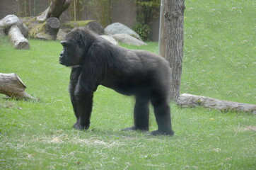 Gorilla, Affe