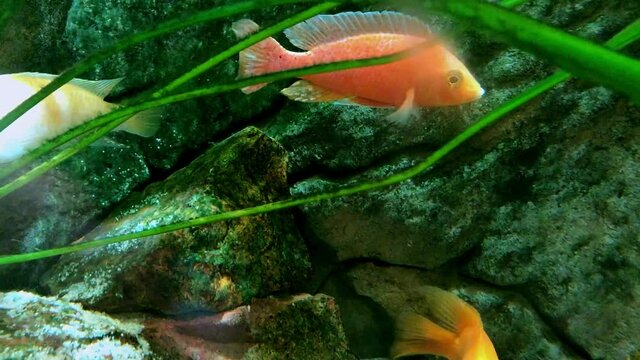 orange fish floating in the aquarium. gold fish