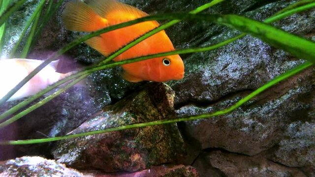orange fish floating in the aquarium. gold fish