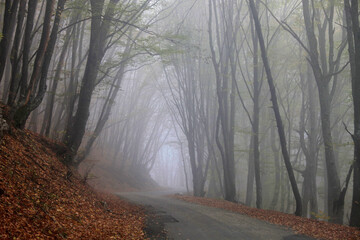 Beautiful autumn forest in the fog